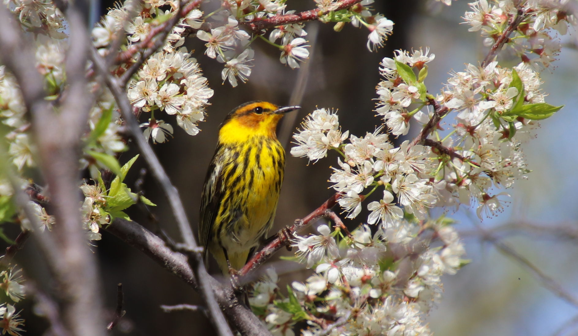 Sweet Bird